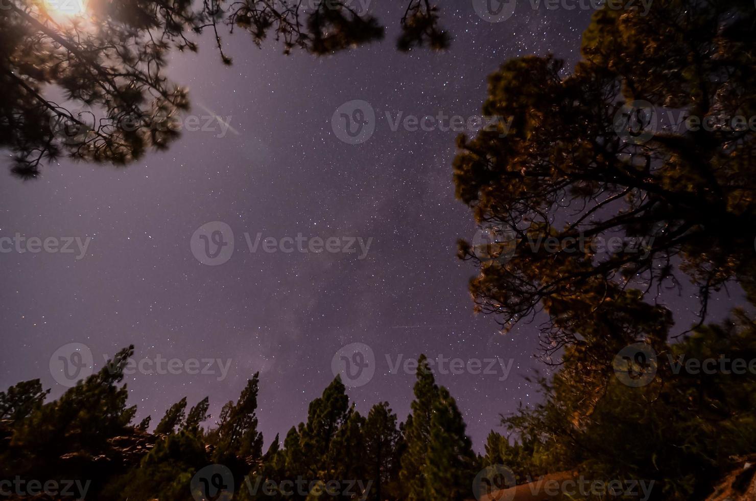 vista de la naturaleza con el árbol foto