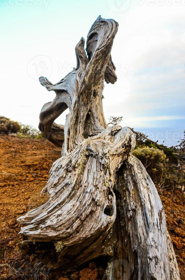 Tree trunk close-up photo