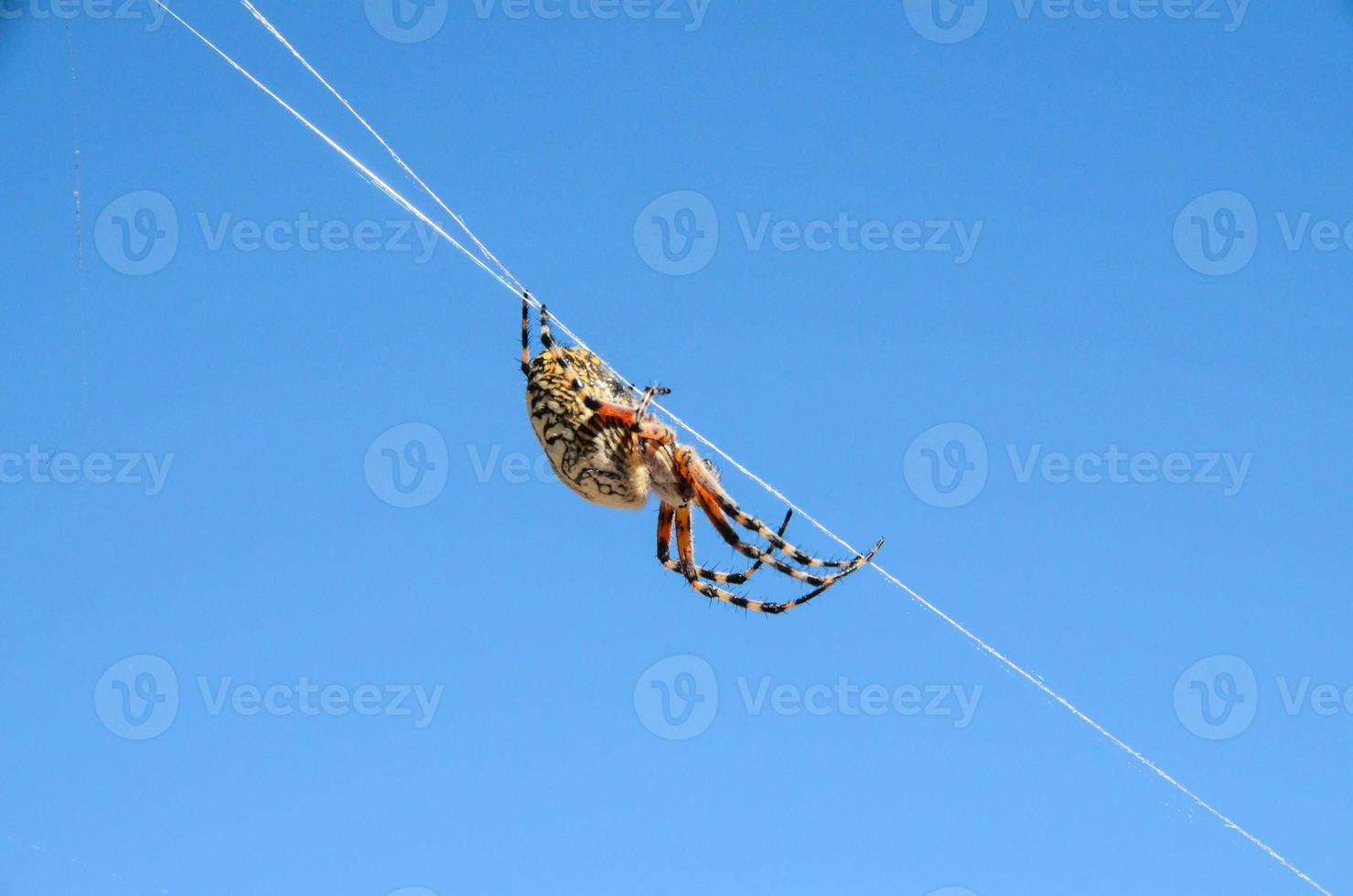 araña en la web foto