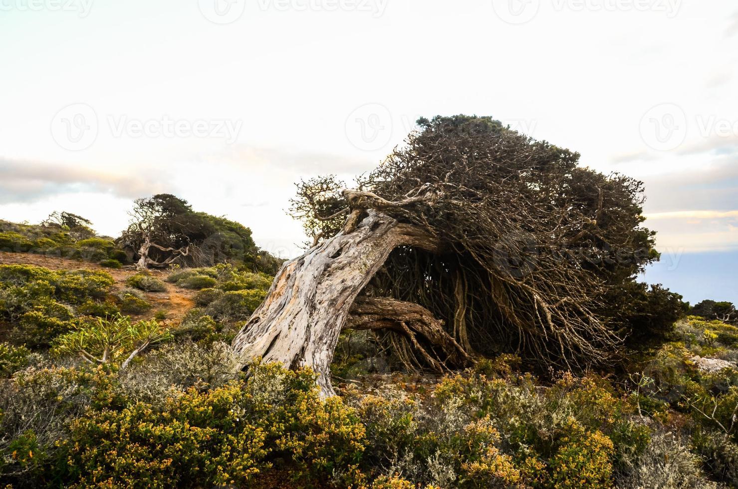 Tree trunk close-up photo