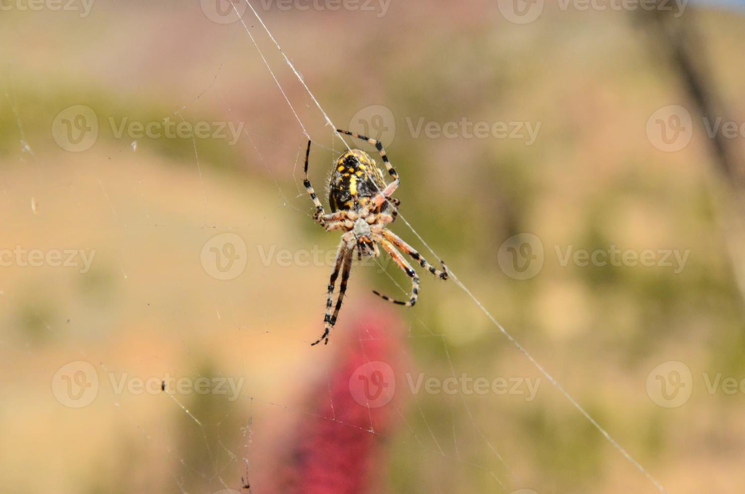 Spider in the web photo