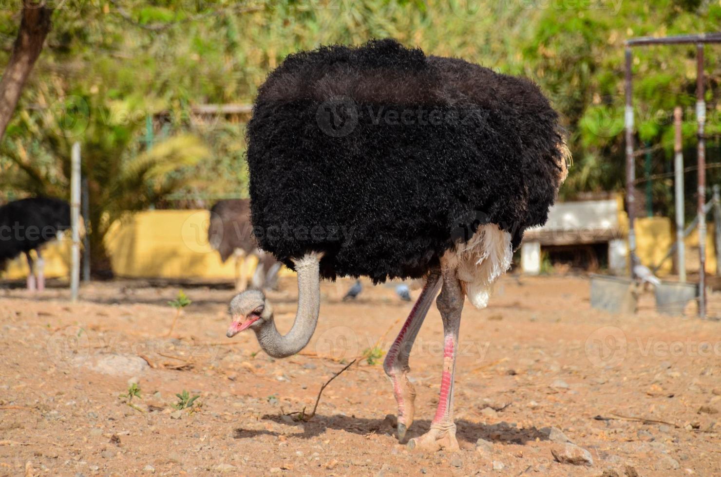 avestruz en una granja foto