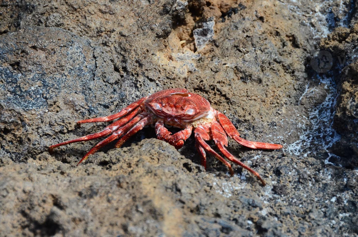 Crab on the rock photo