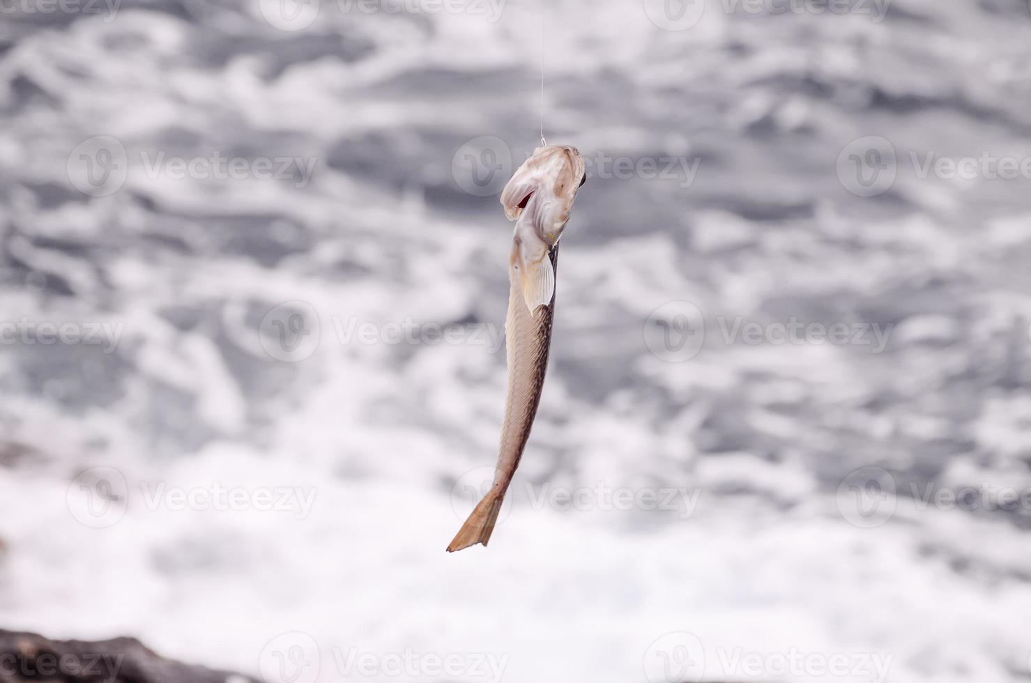 Fish on a hook photo