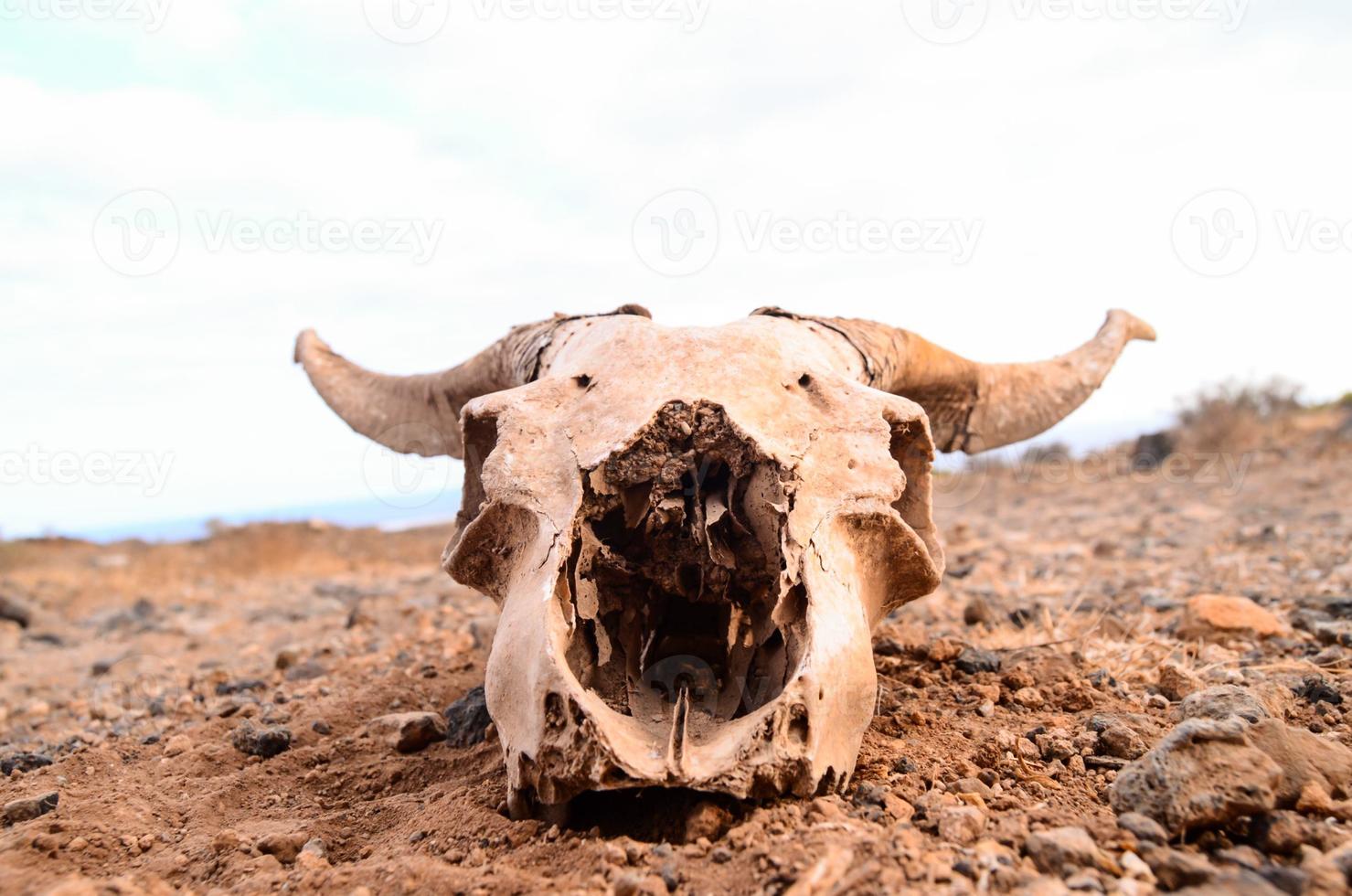 Animal skull on the ground photo