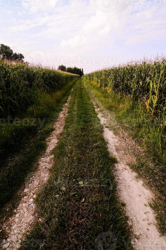 Road among cornfields photo