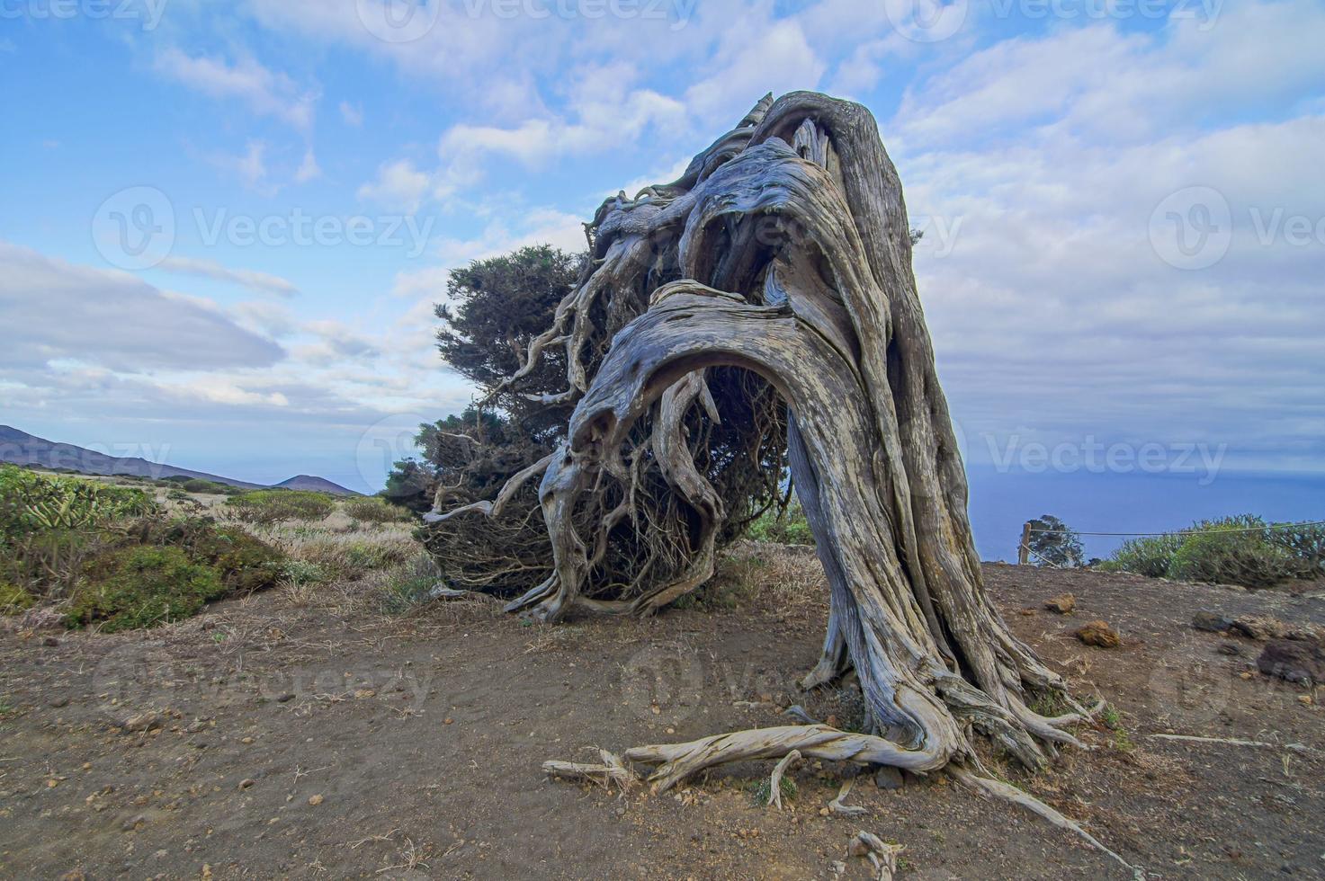 Old windblown tree photo