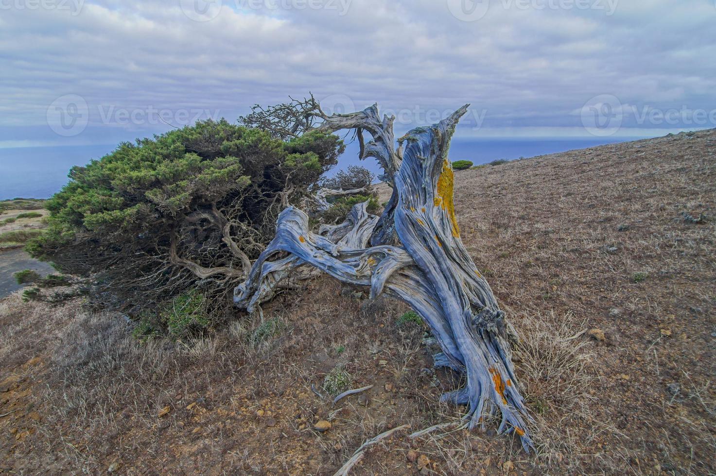 Dead tree on the cliff photo