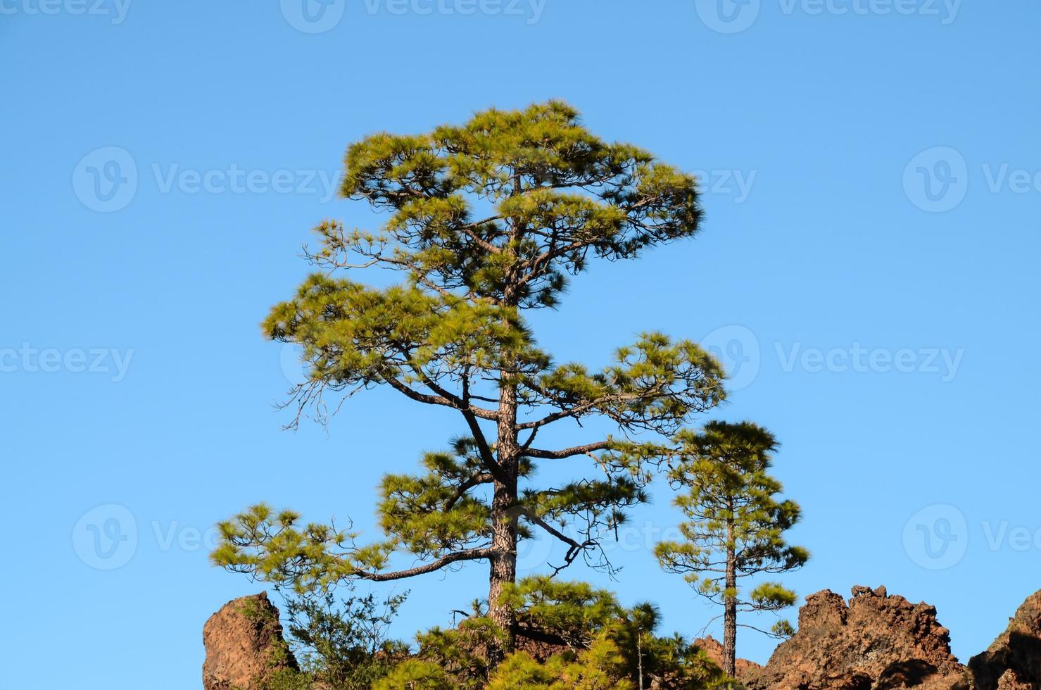 árbol bajo el cielo azul foto