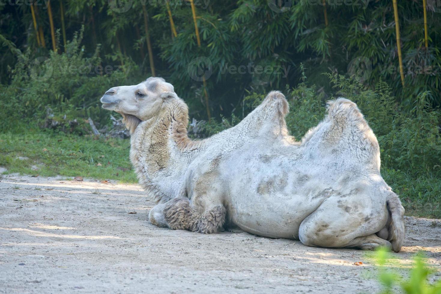 White camel portrait photo