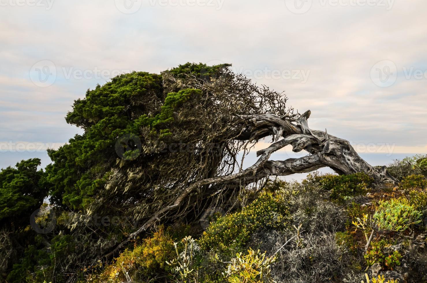 View of dead tree photo