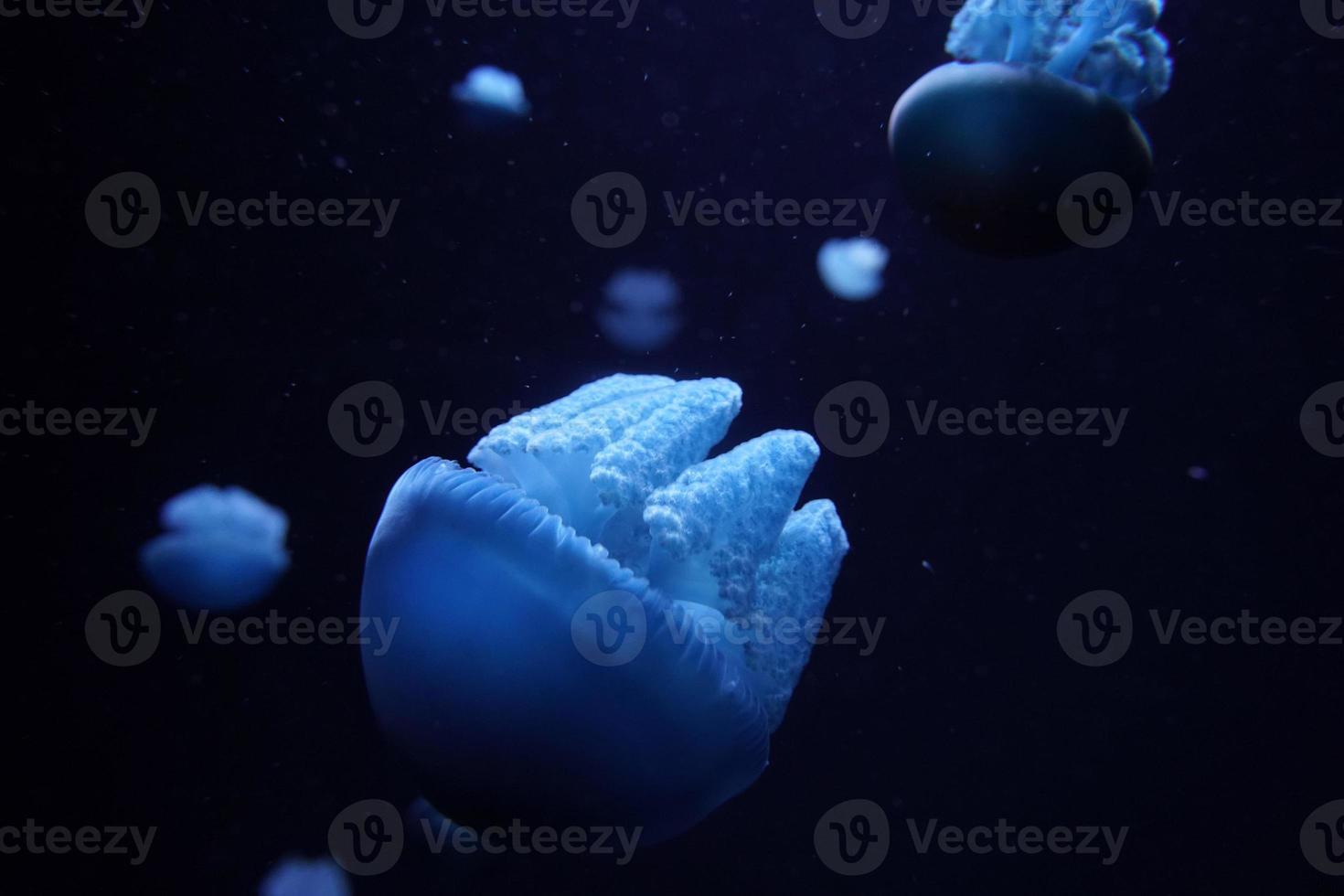 blue blubber jelly fish underwater photo