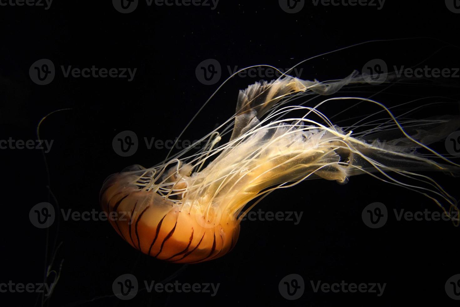 japanese sea nettle jelly fish underwater photo