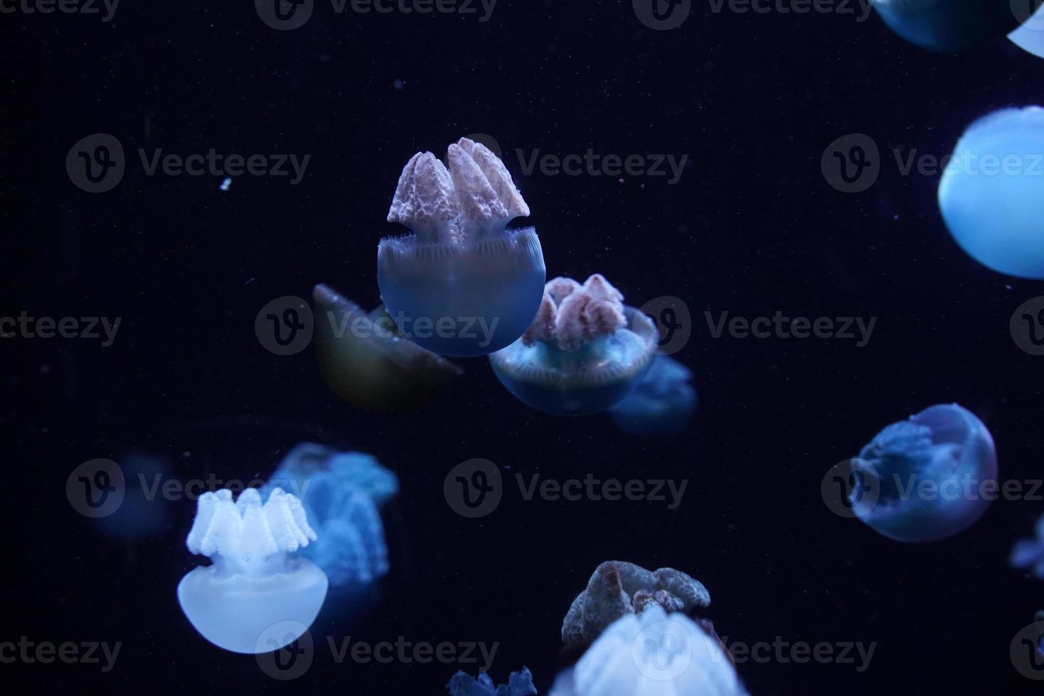 medusas de grasa azul bajo el agua foto