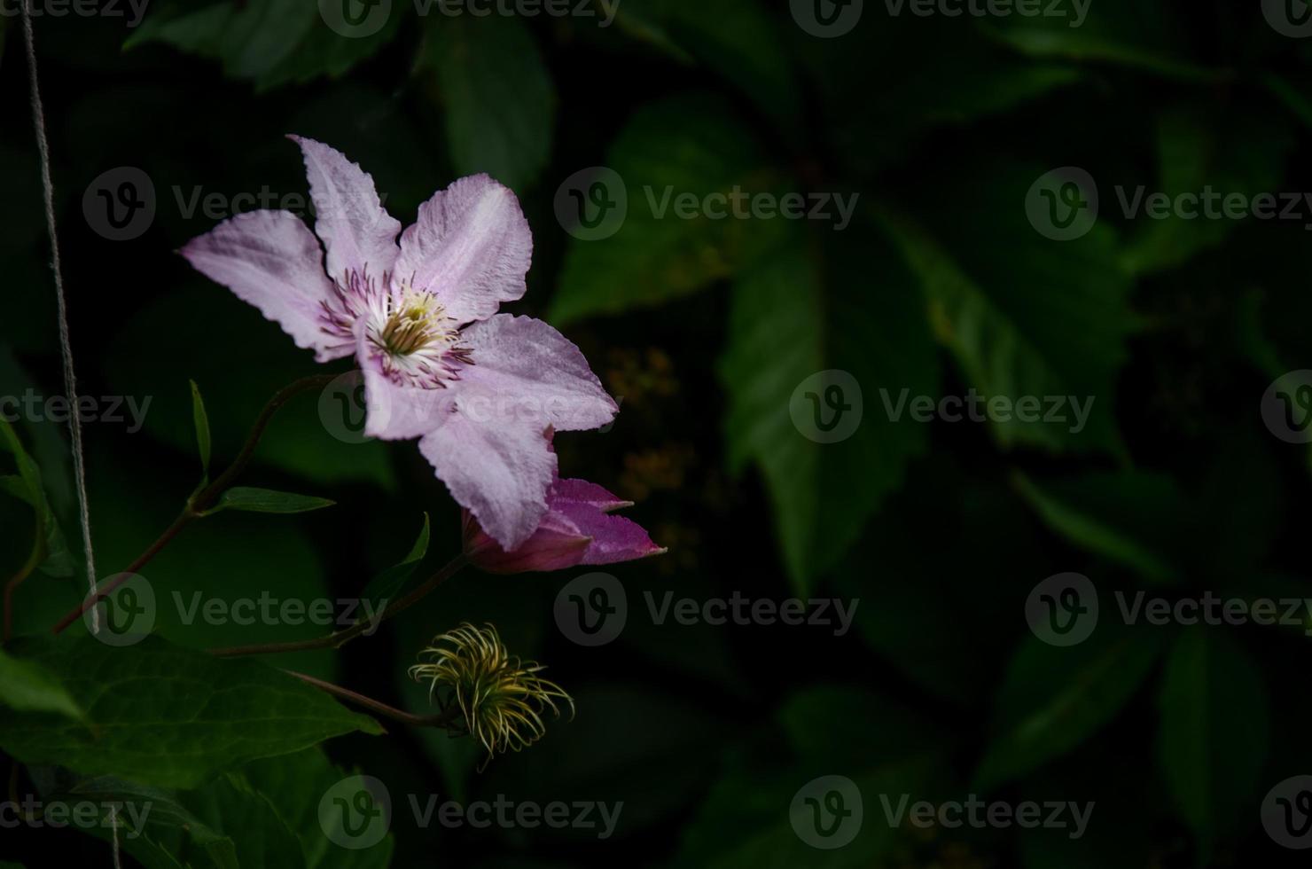 flowers for garden clematis decoration, light clematis flowers photo