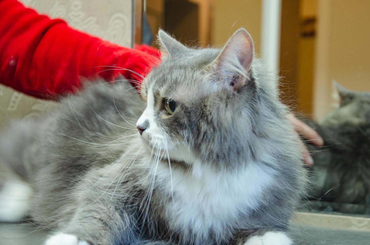 cat on groomer's table after combing photo