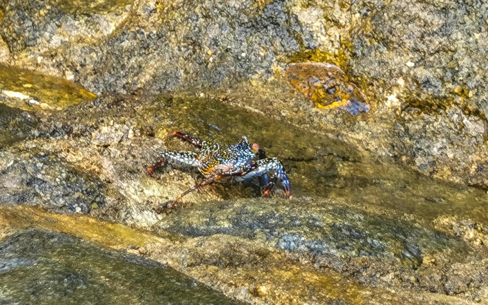 Black crab crabs on cliffs stones rocks Puerto Escondido Mexico. photo