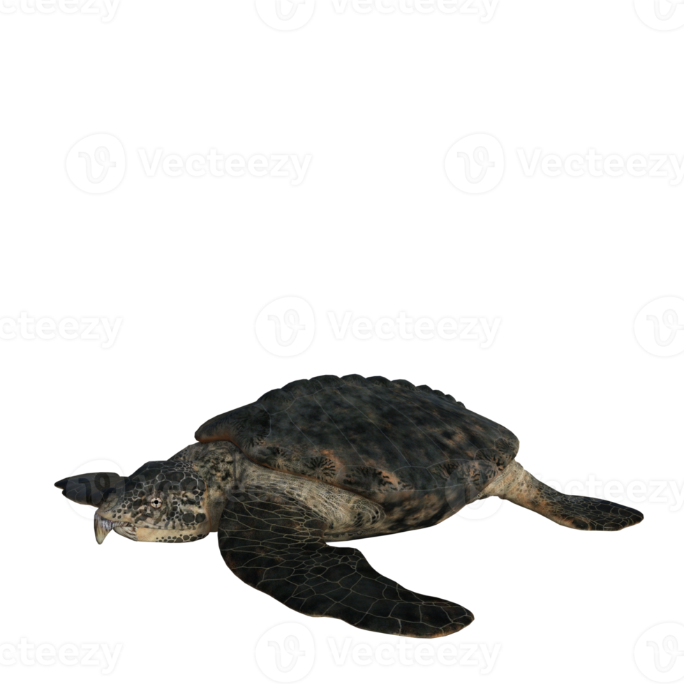 archelon dinossauro isolado renderização 3d png