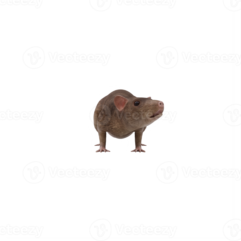 3d Rat isolated png