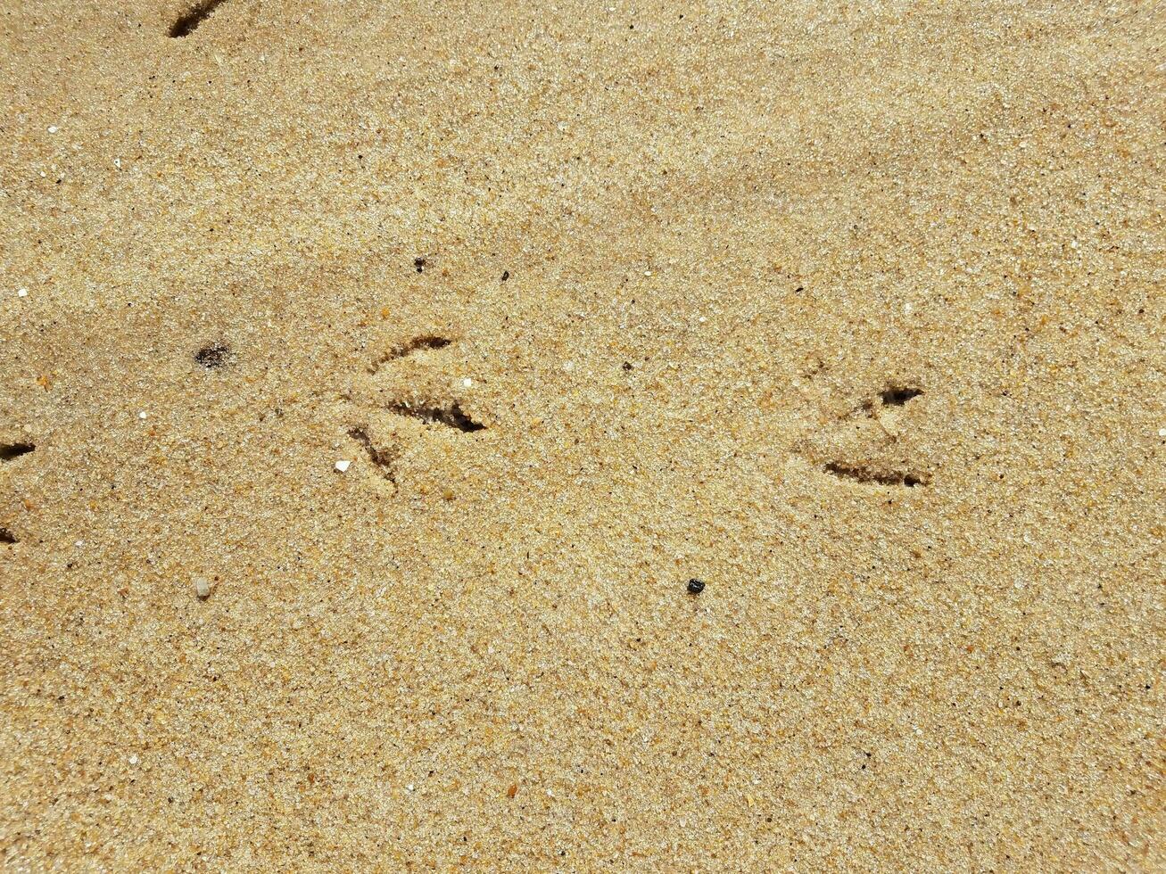 bird foot prints in wet sand at beach photo