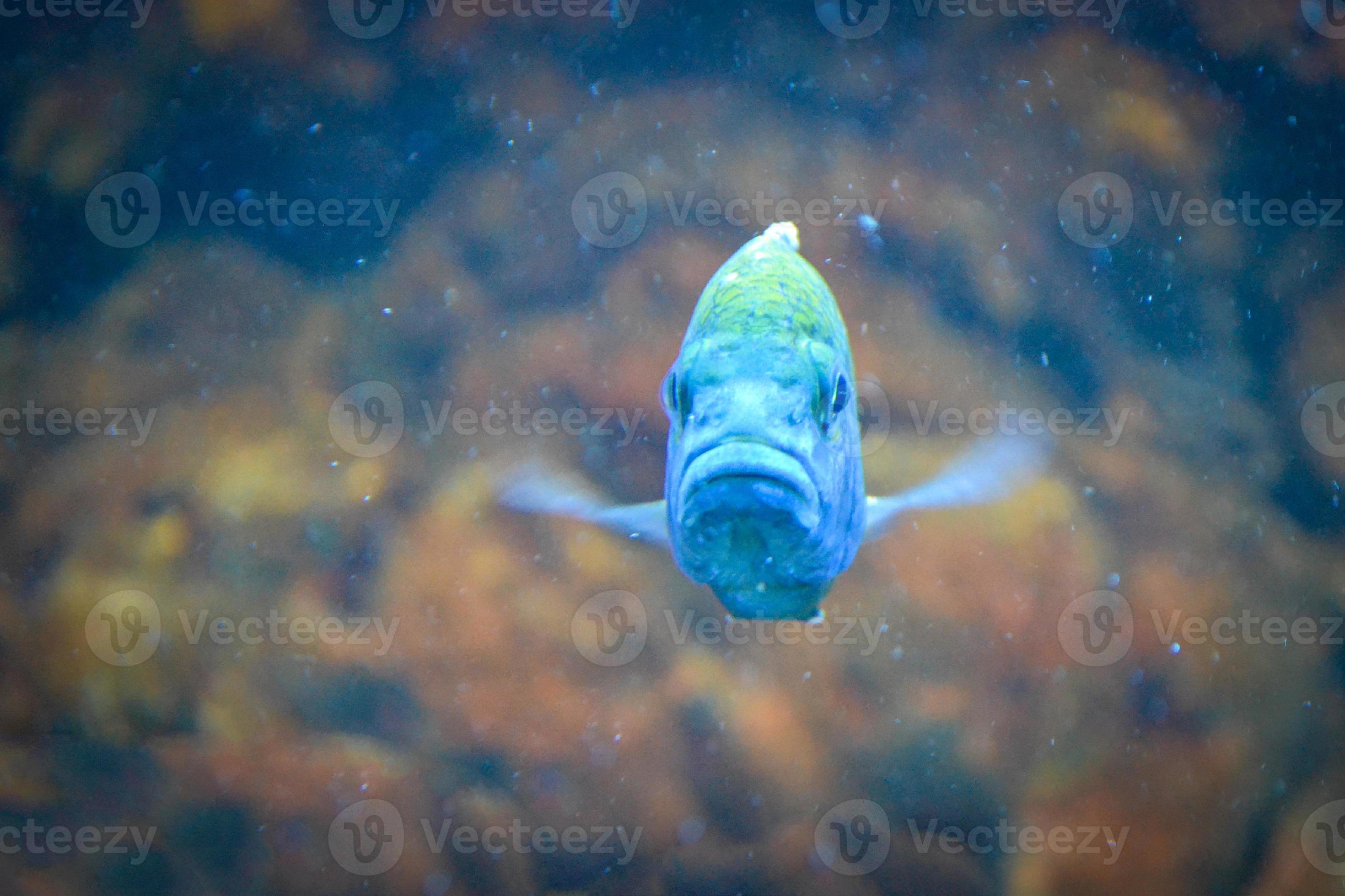 Blue Mouthbrooder Fish Front View, Defocused Background 19079704