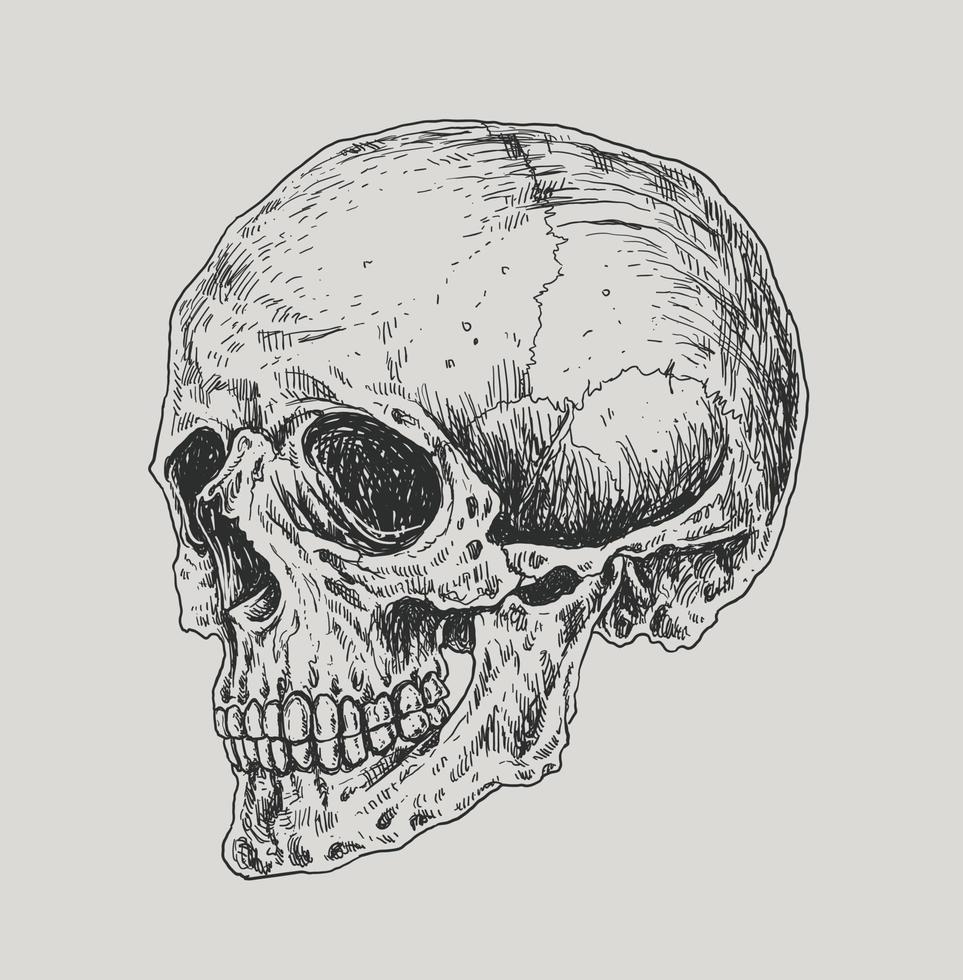 Skull and Crossbones Drawing Illustration vector