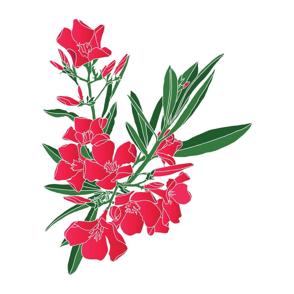 Hand-drawn vector illustration of an Oleander flower on a white background.