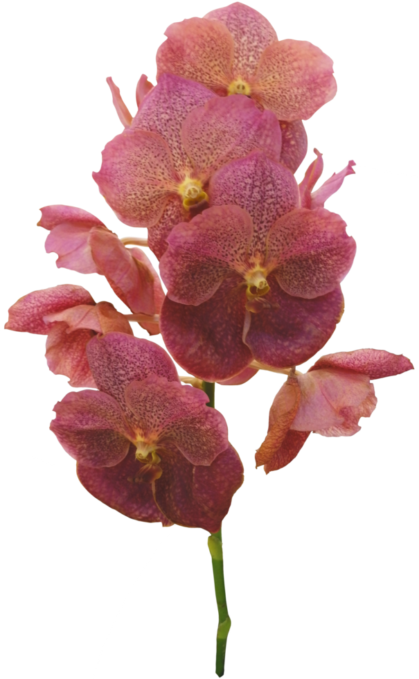 fechar linda flor de orquídea cortada png