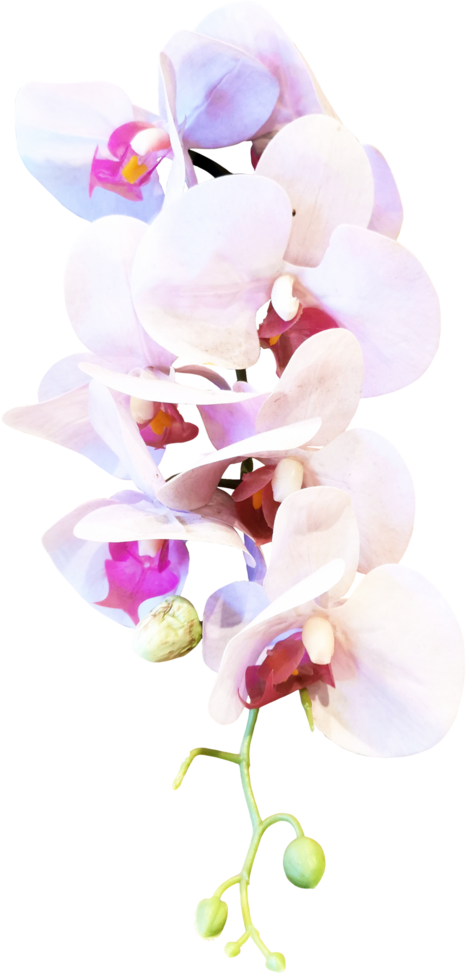 close up beautiful orchid flower cut out png