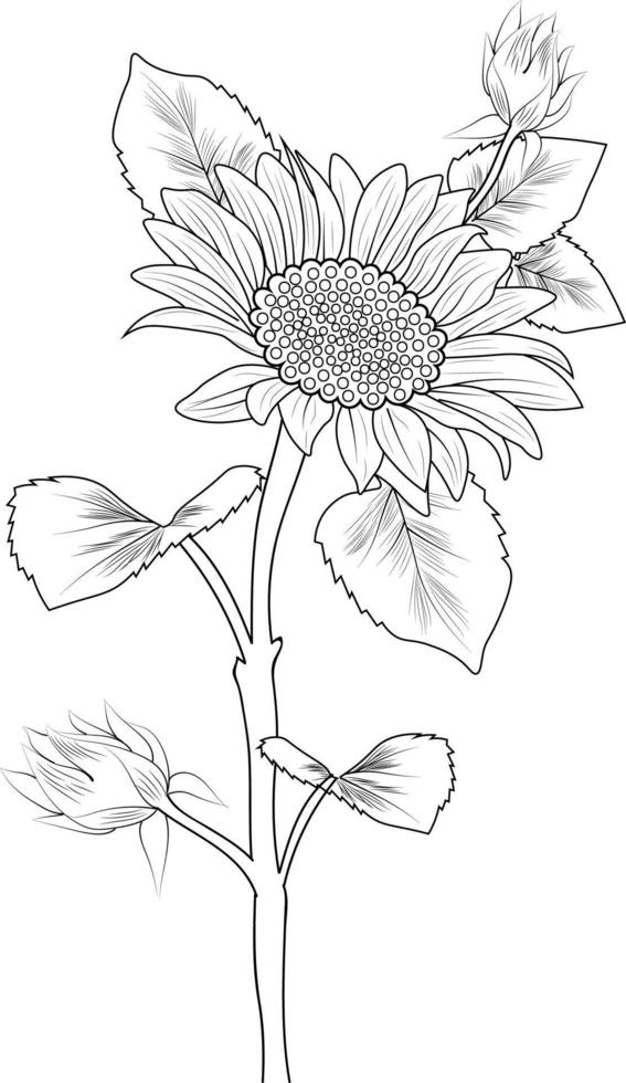 girasoles en flor e ilustración de vector de rama. dibujo a mano ilustración vectorial para el libro de colorear o la página de arte de tinta grabada en blanco y negro, para niños o adultos.