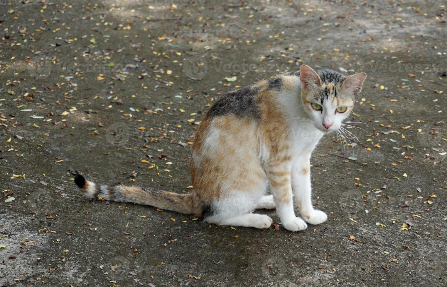 Calico cat consists of 3 main shades, orange, black and white, but all three shades have different intensity and lightness. This makes the world no two tricolored cats with the same pattern. photo