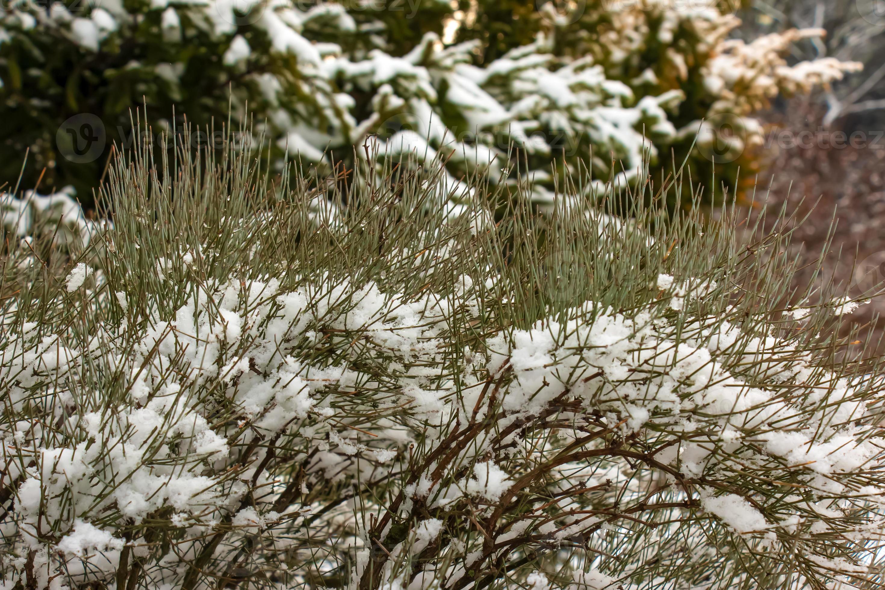 ephedra distachya crece en el jardín durante la temporada de invierno