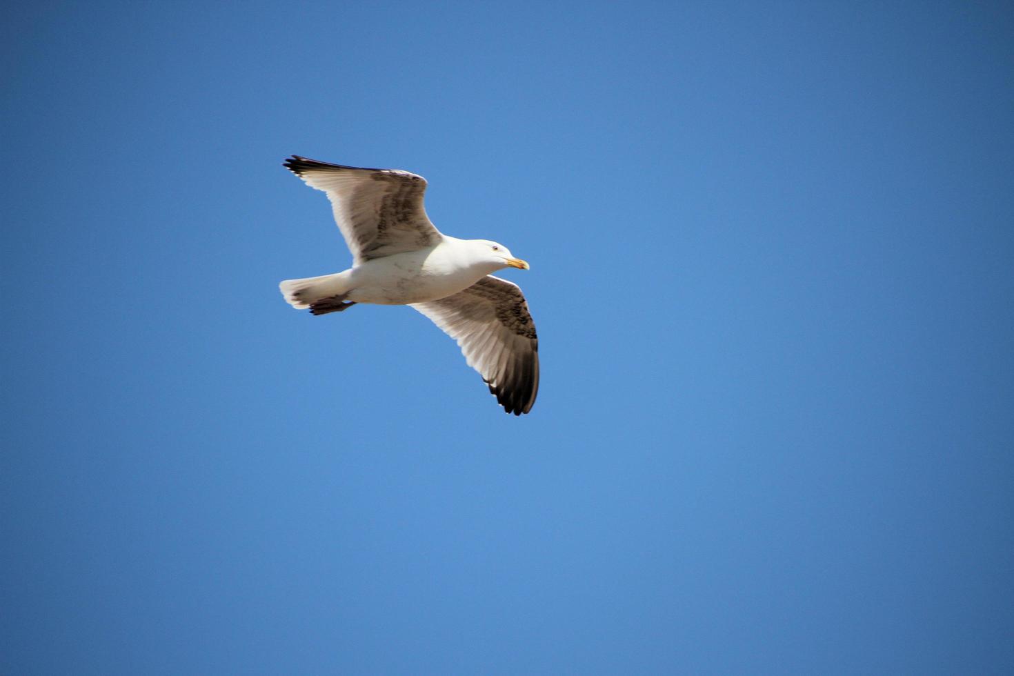 una vista de una gaviota en vuelo foto