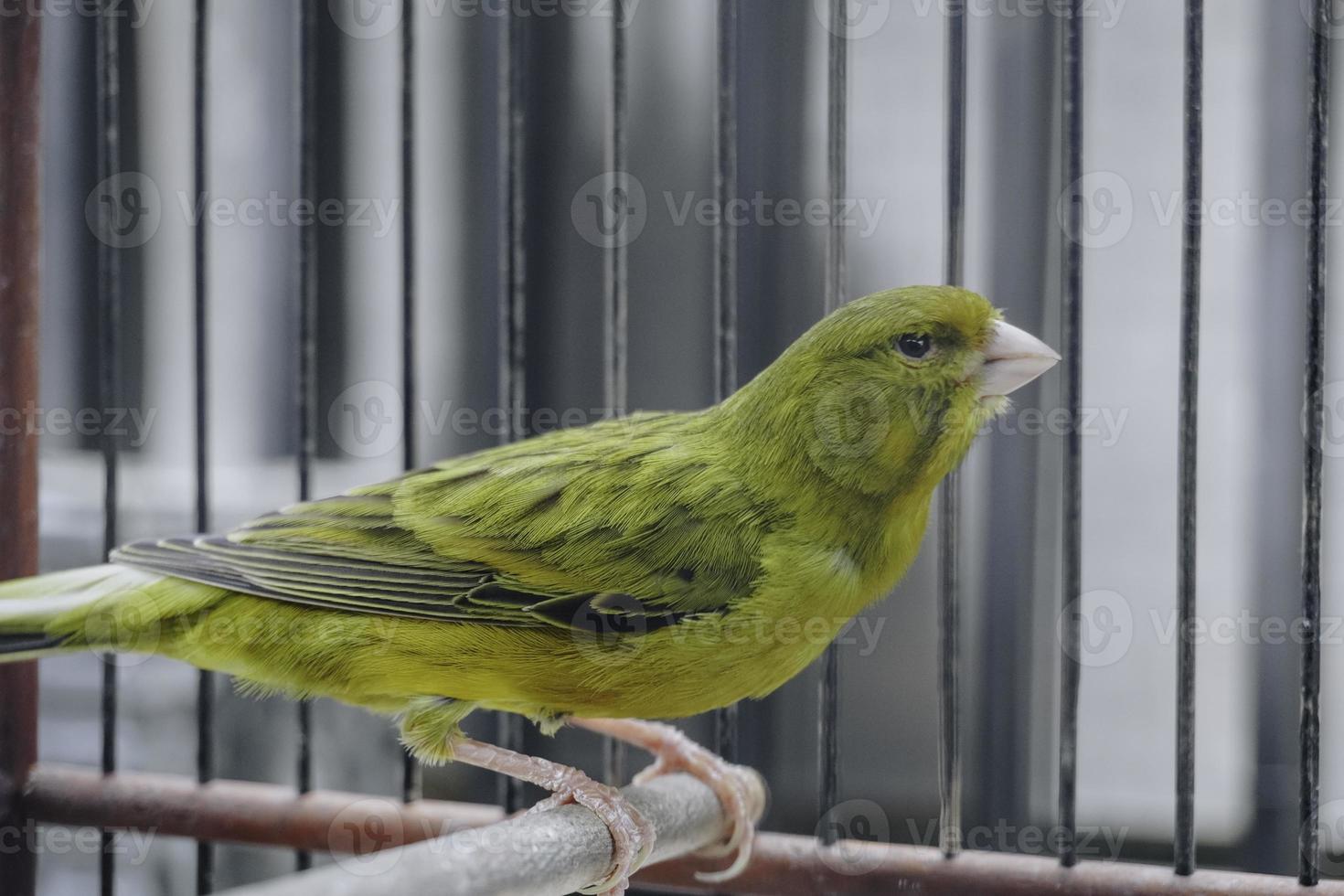 Yellow domestic canary bird Serinus canaria forma domestica sitting on a twig in a cage photo