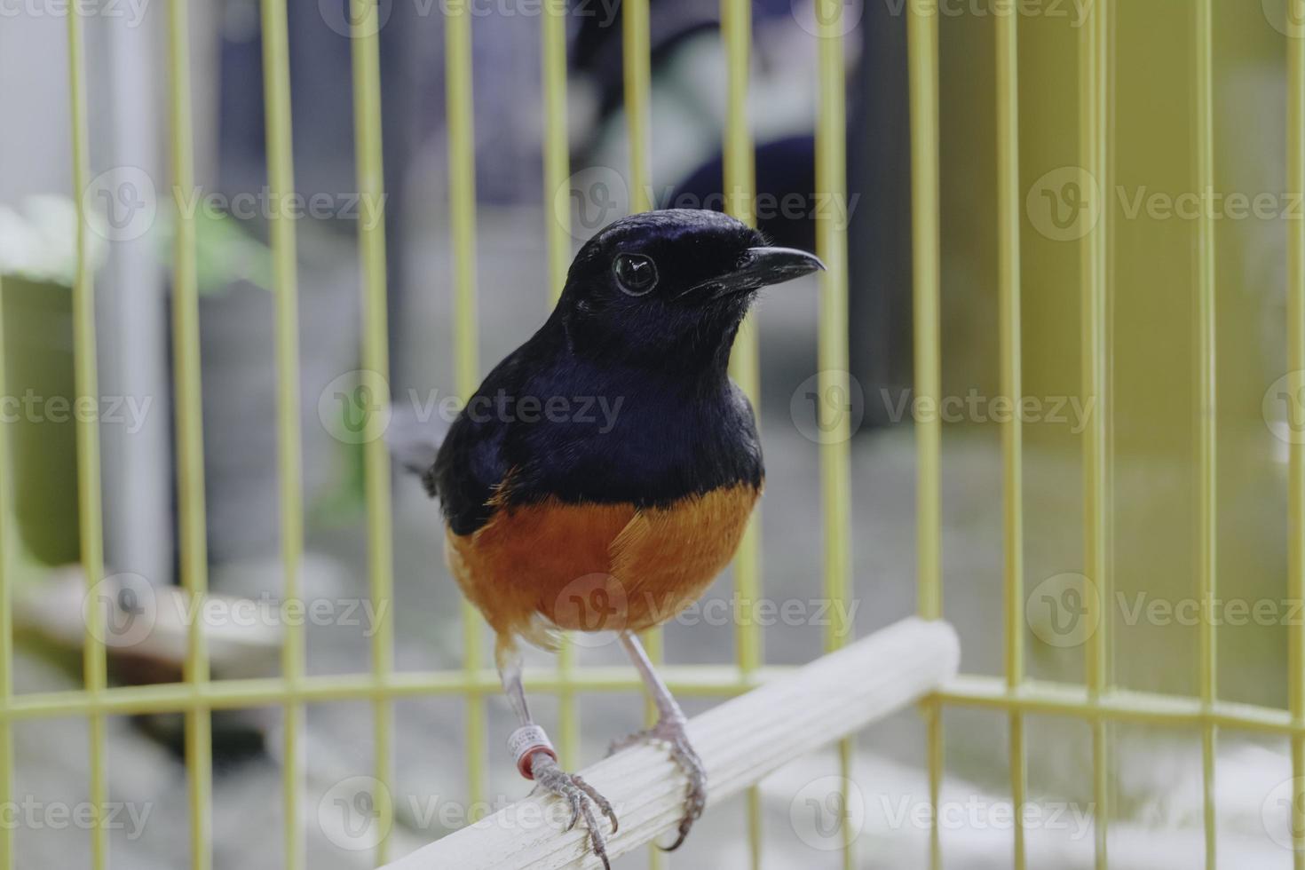 A photo of a stone magpie Copsychus malabaricus is sunbathing and perched on a twig in a cage