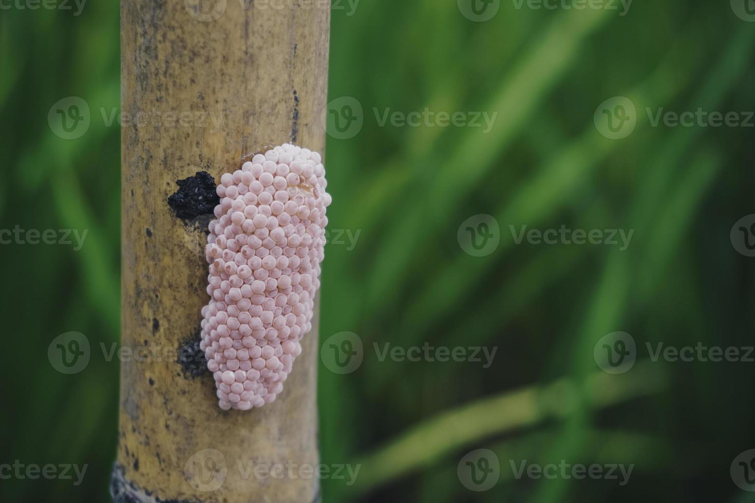 Photo of a golden apple snail spawn egg at a twig in a rice field.