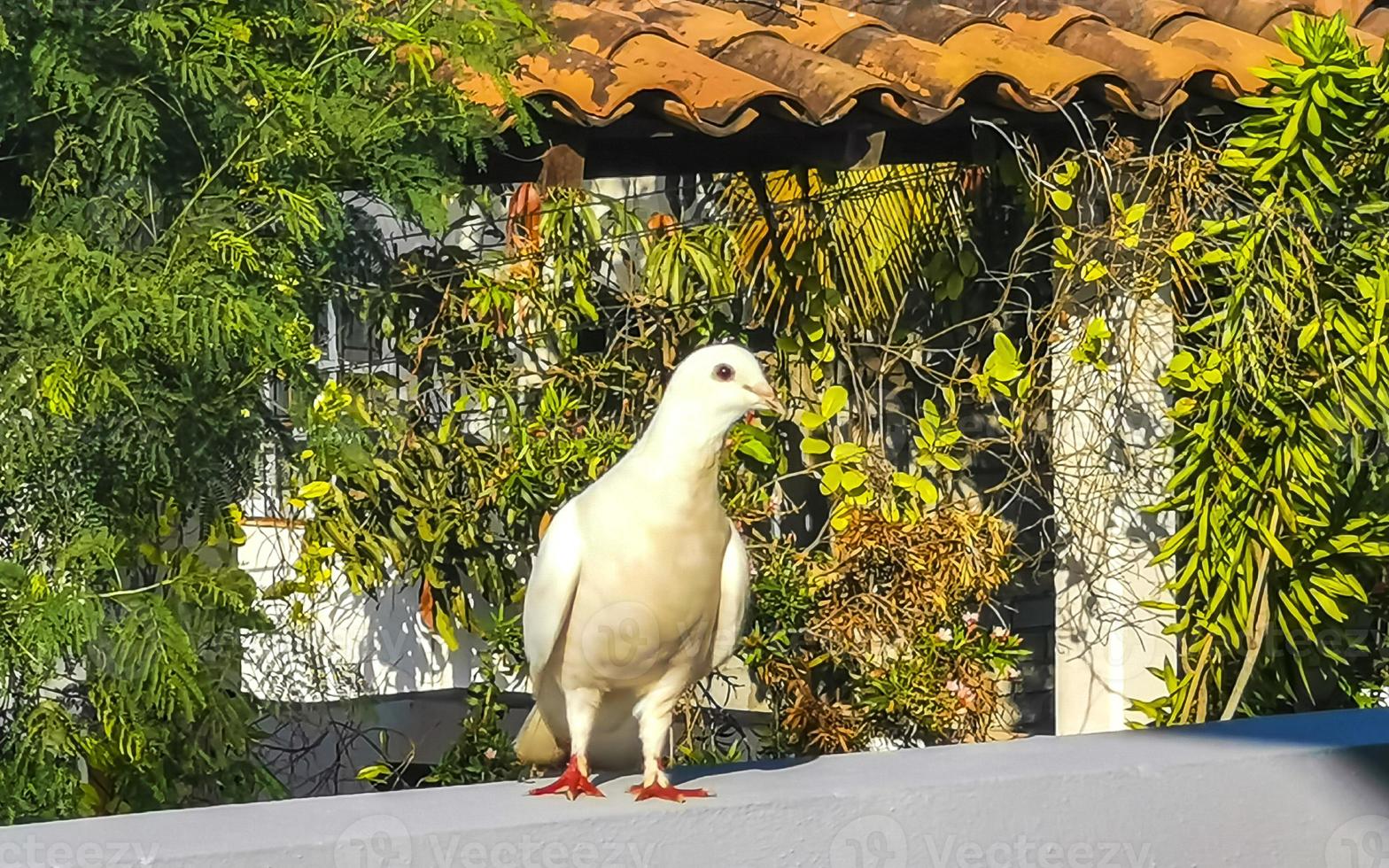 White dove bird sitting on balcony railing terrace Mexico. photo