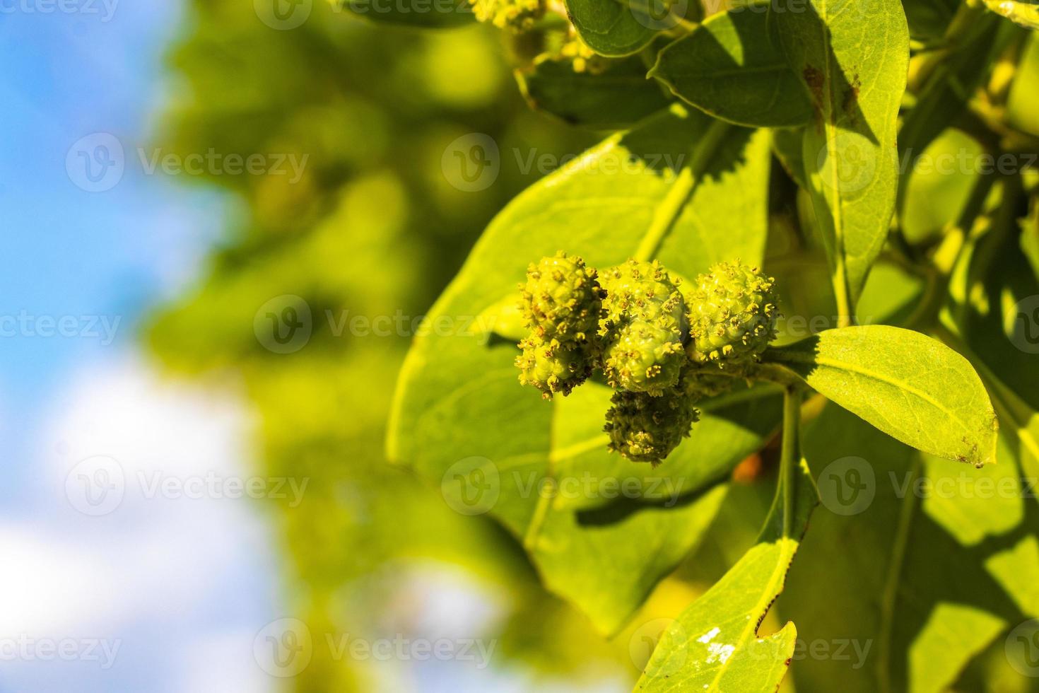 Green tropical caribbean beach plants flowers and trees in Mexico. photo