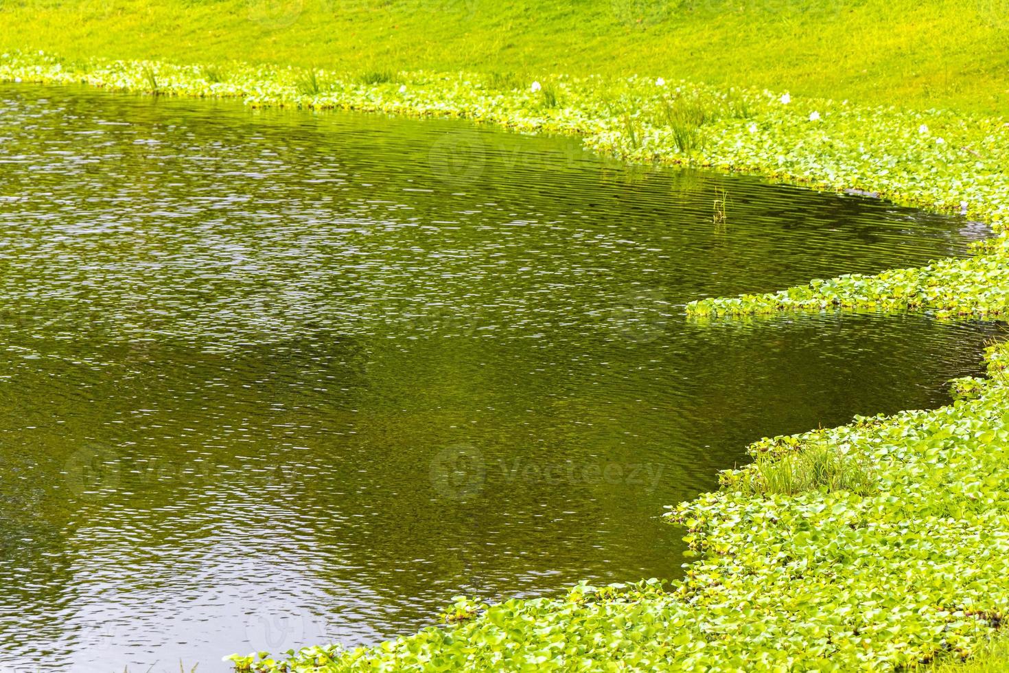 Green lake and marsh plants in the park in San Jose Costa Rica. photo