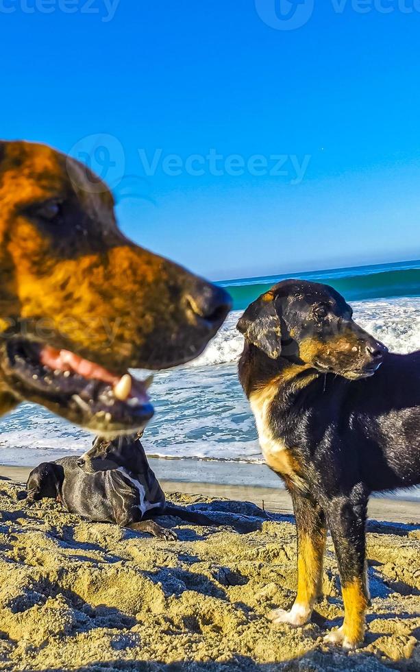 Stray dog gang group on sunny beach Puerto Escondido Mexico. photo