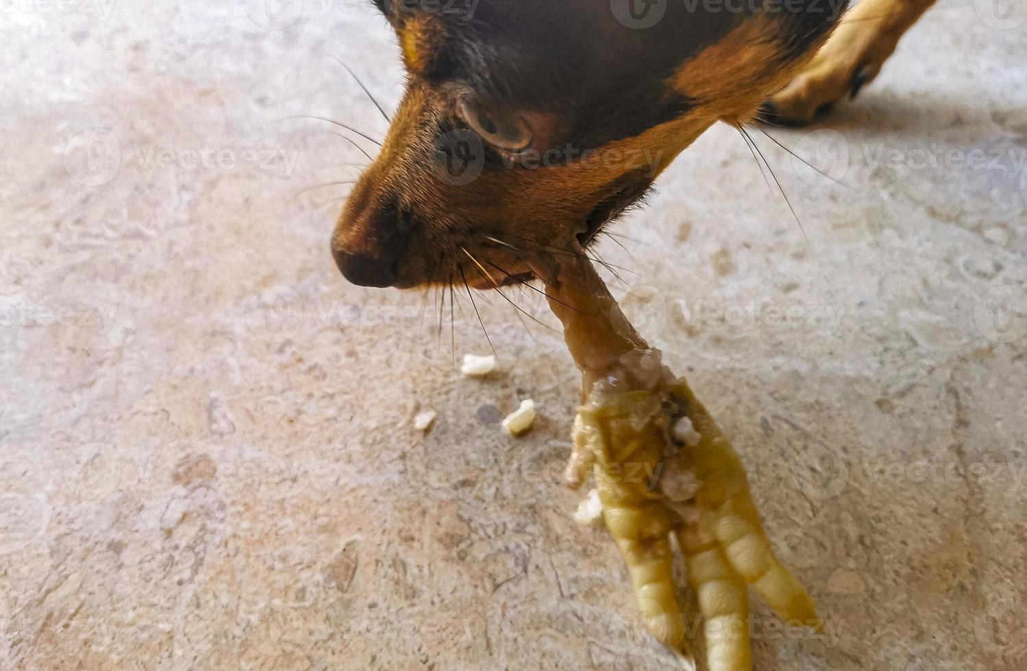 Dog eats and crunches chicken leg in Mexico. photo
