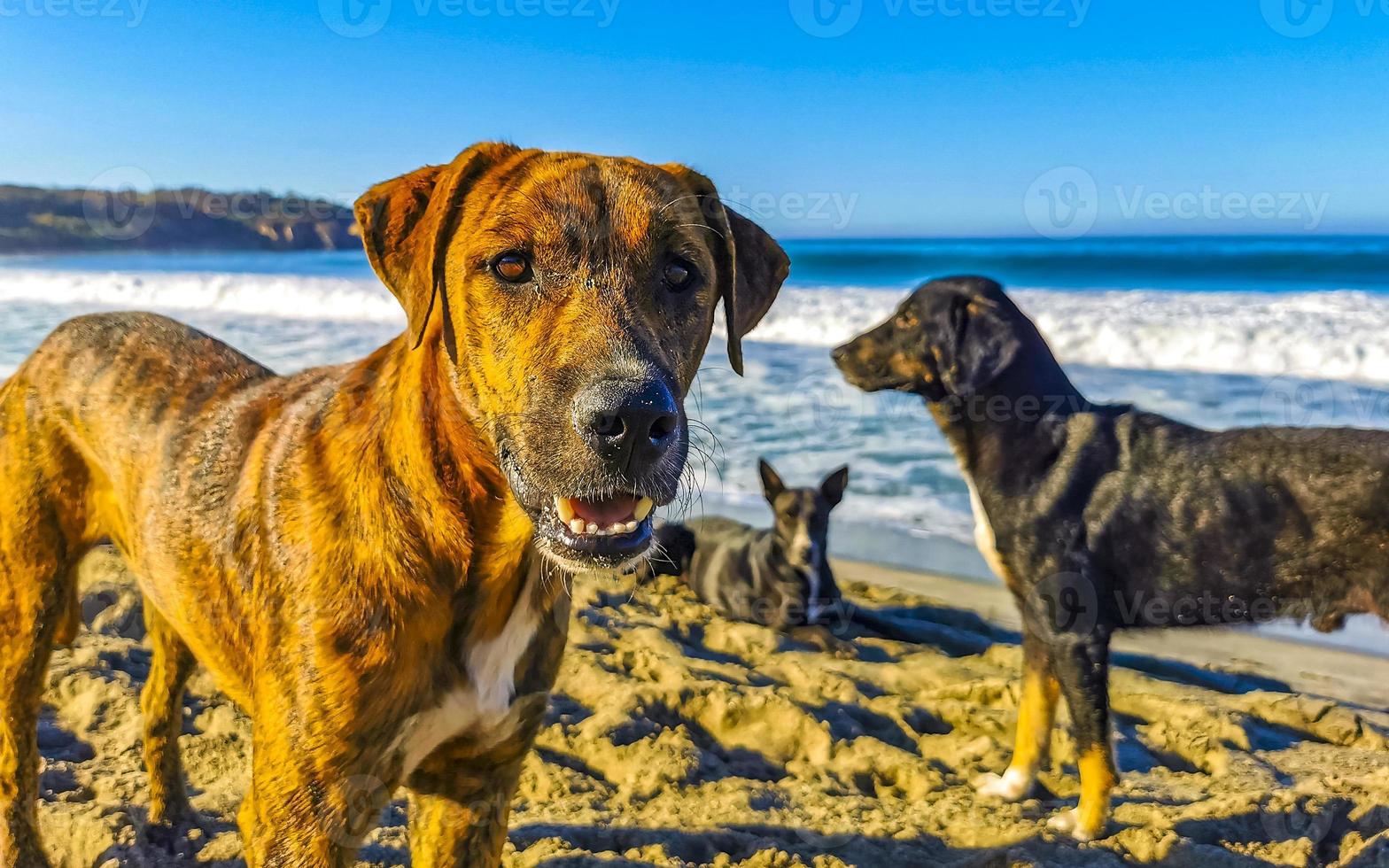 Stray dog gang group on sunny beach Puerto Escondido Mexico. photo