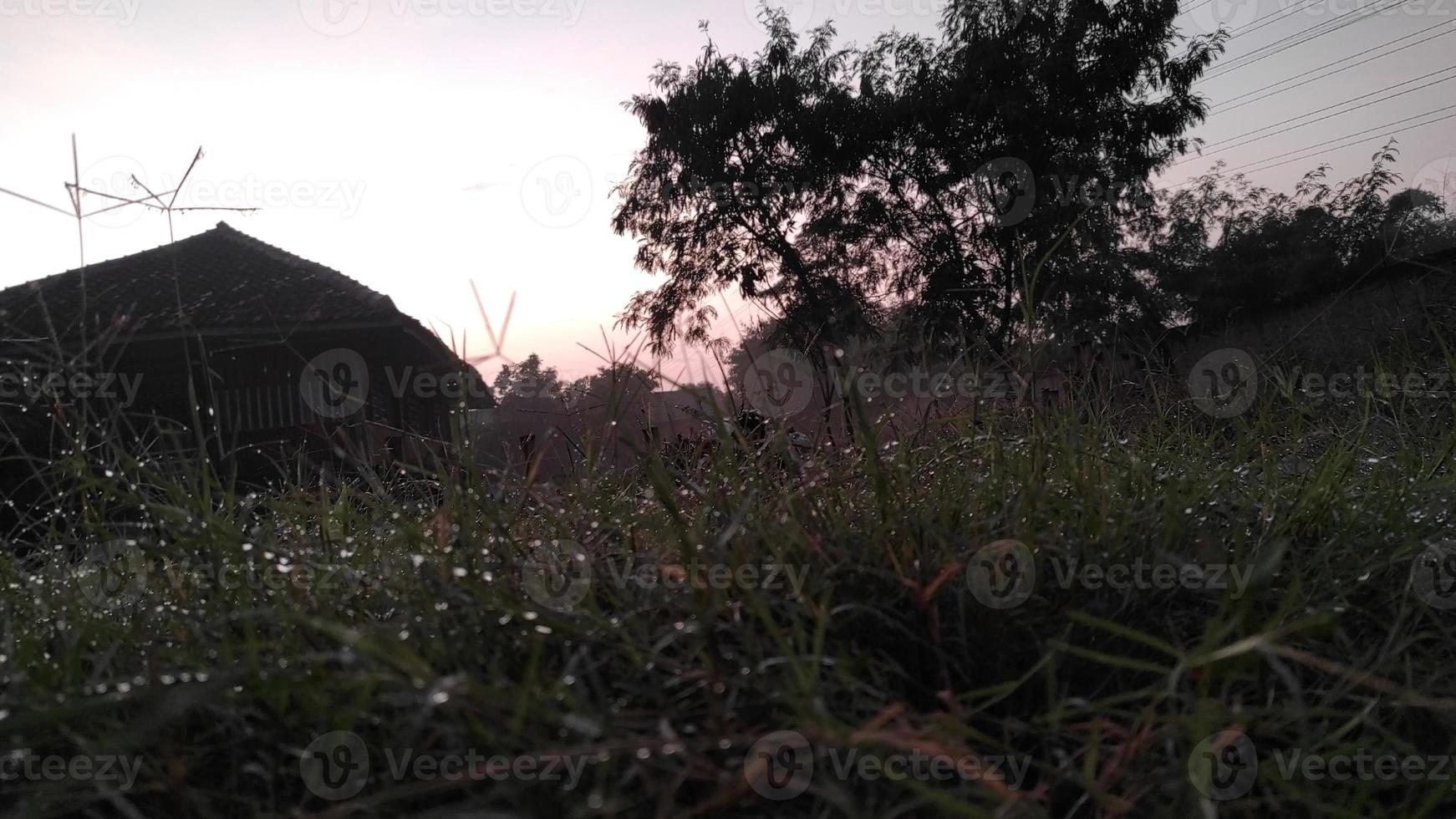 luz de la mañana antes del amanecer y la hierba cubierta de rocío foto
