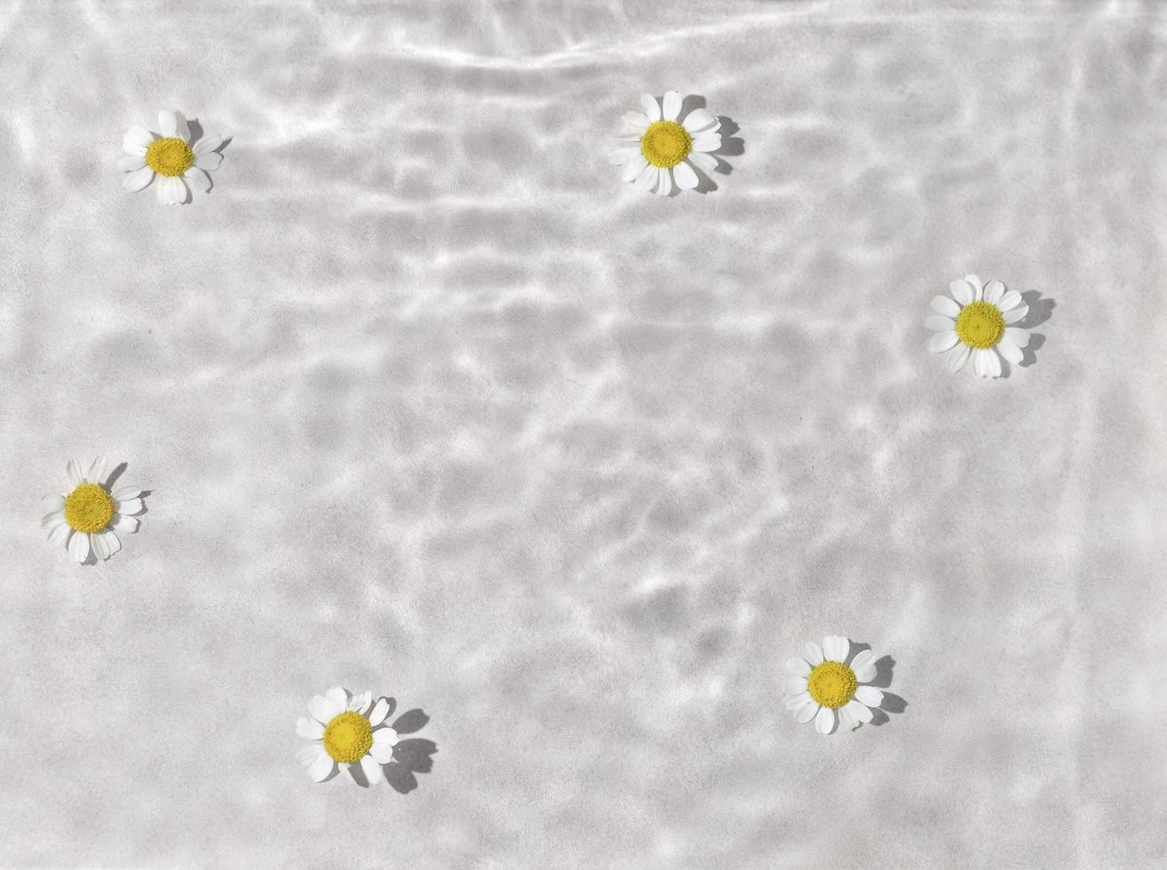 daisy flowers are floating, stains from a drop on the water. Top view, flat lay. photo