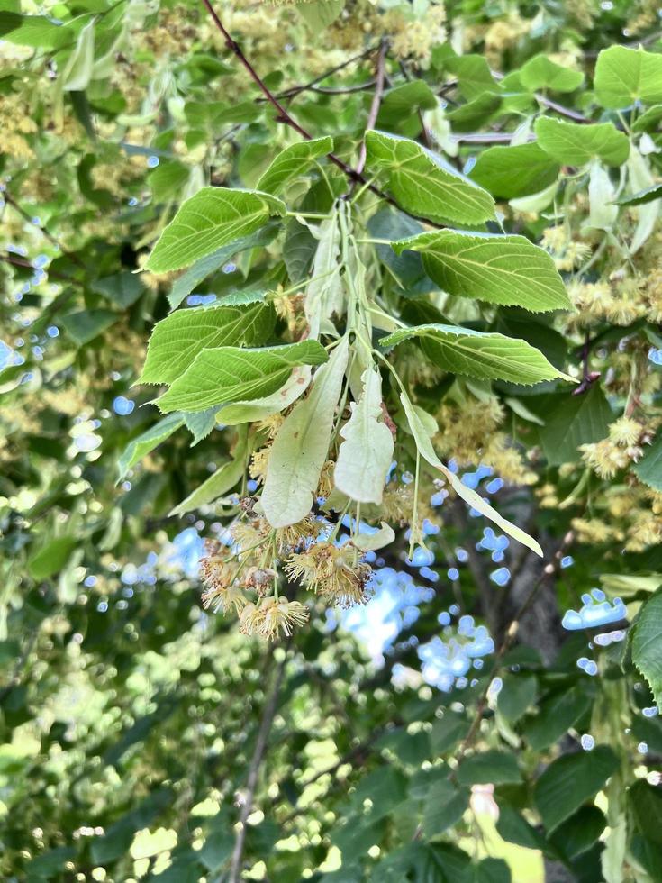 Flowering linden tree photo