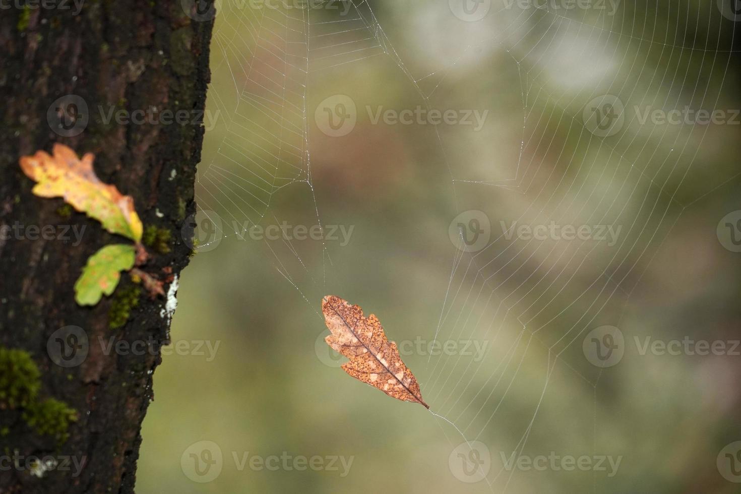 autumn leaves color in the forest photo