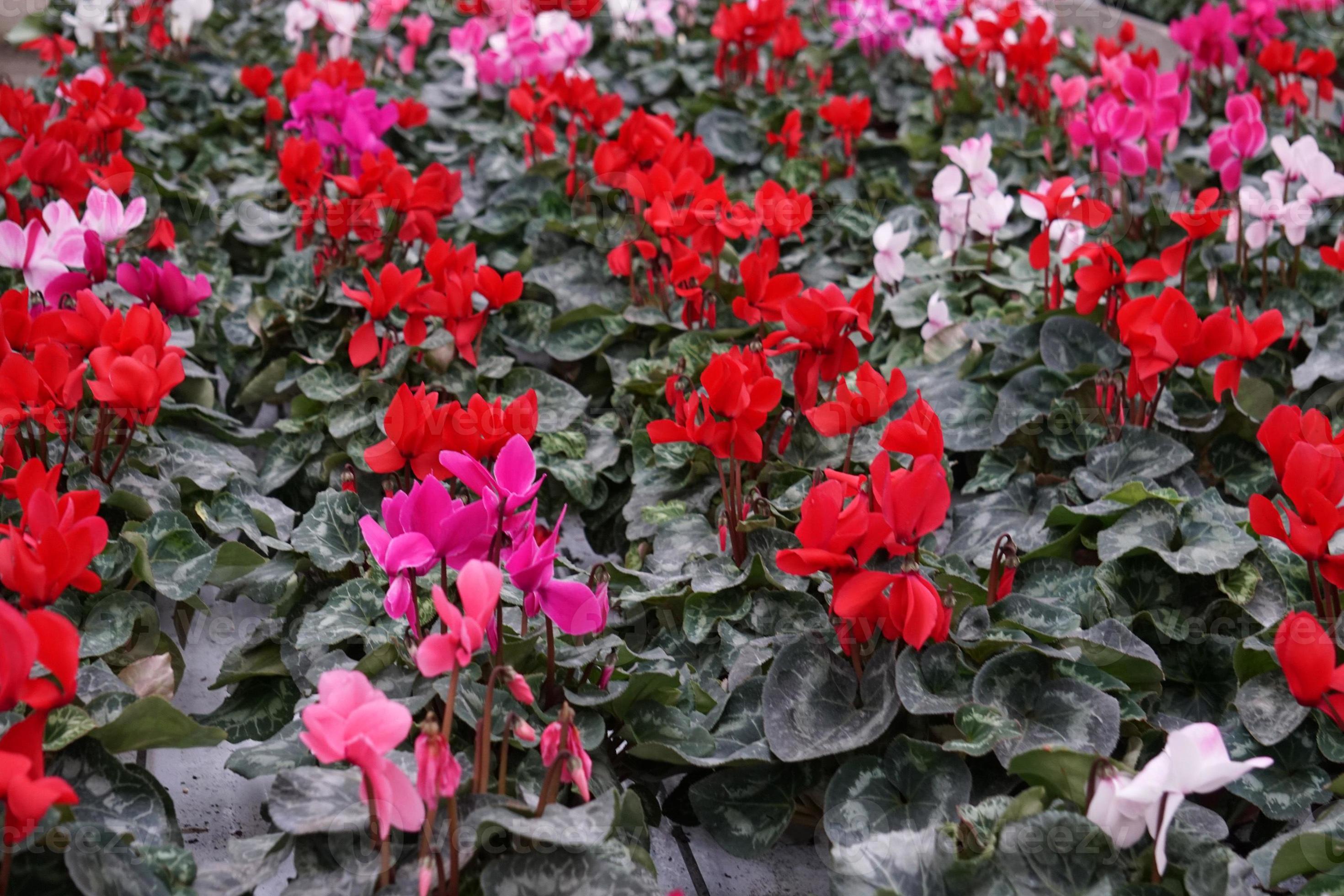 Cyclamen flower Multi colors 19083473 Stock Photo at Vecteezy