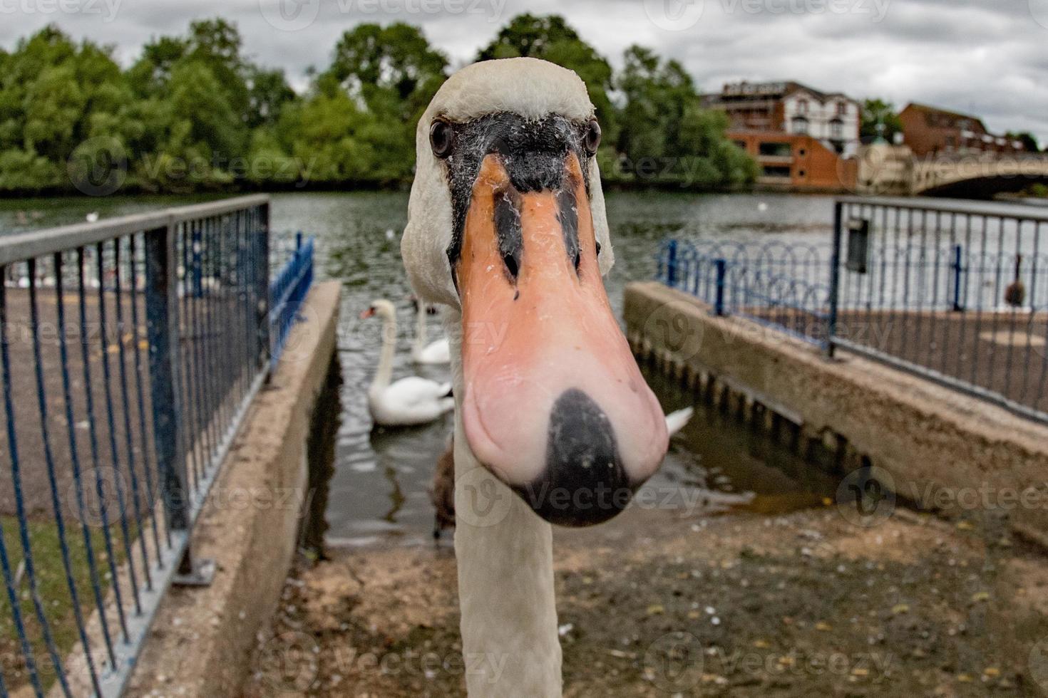 funny swan close up portrait photo
