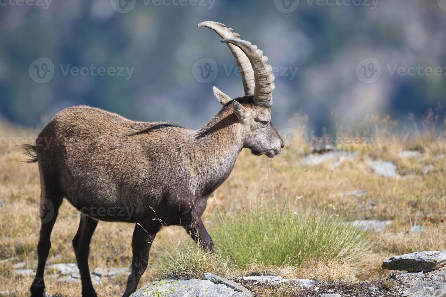 Isolated ibex deer long horn sheep Steinbock photo