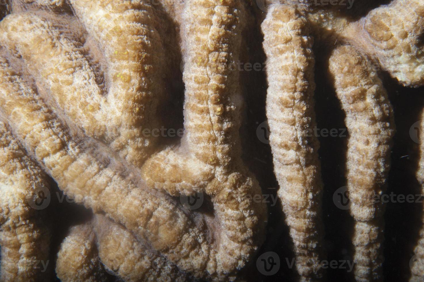 Hard coral macro detail from Raja Ampat, Papua Indonesia photo
